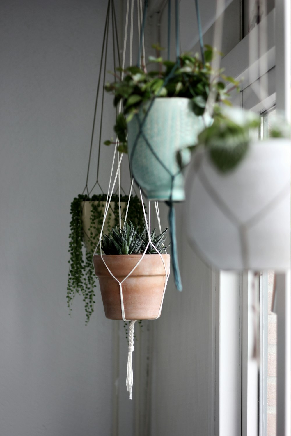 assorted plants with hanging pots near window