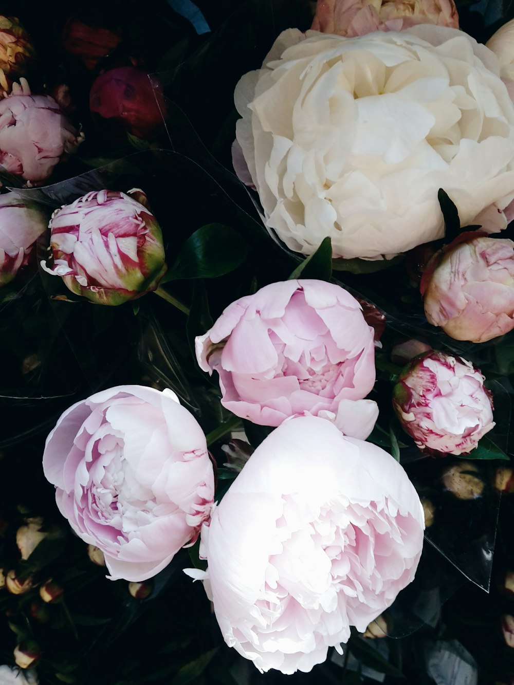 white-petaled flower