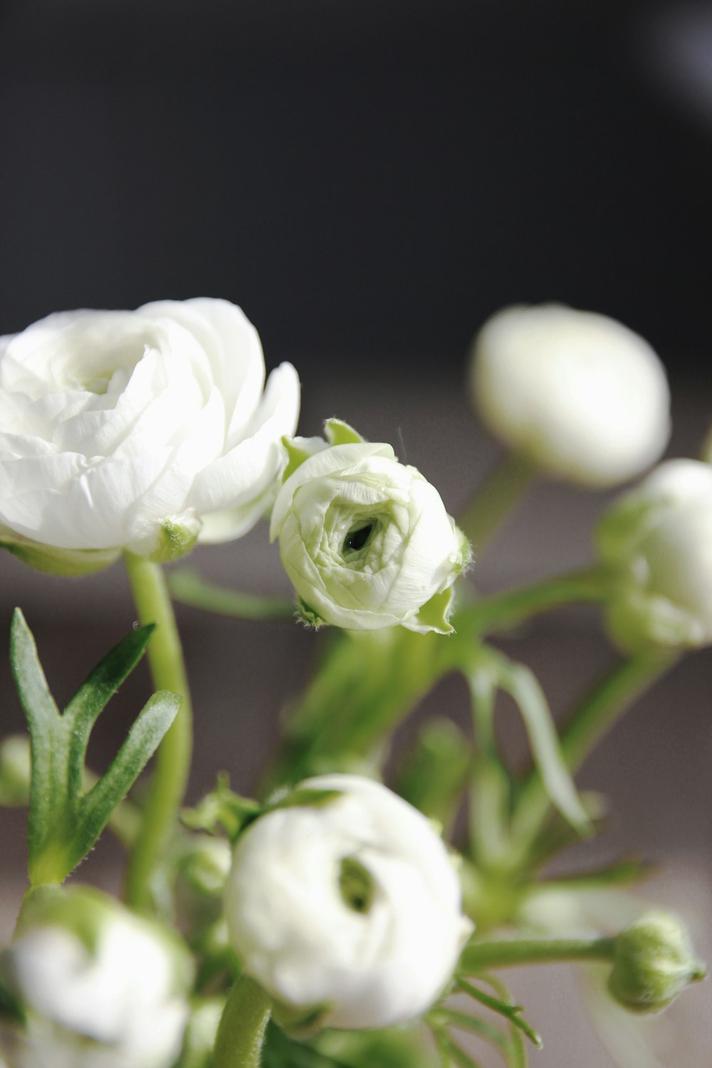 white peonies in selective focus photography