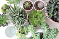A collection of potted succulents in different shapes and sizes.