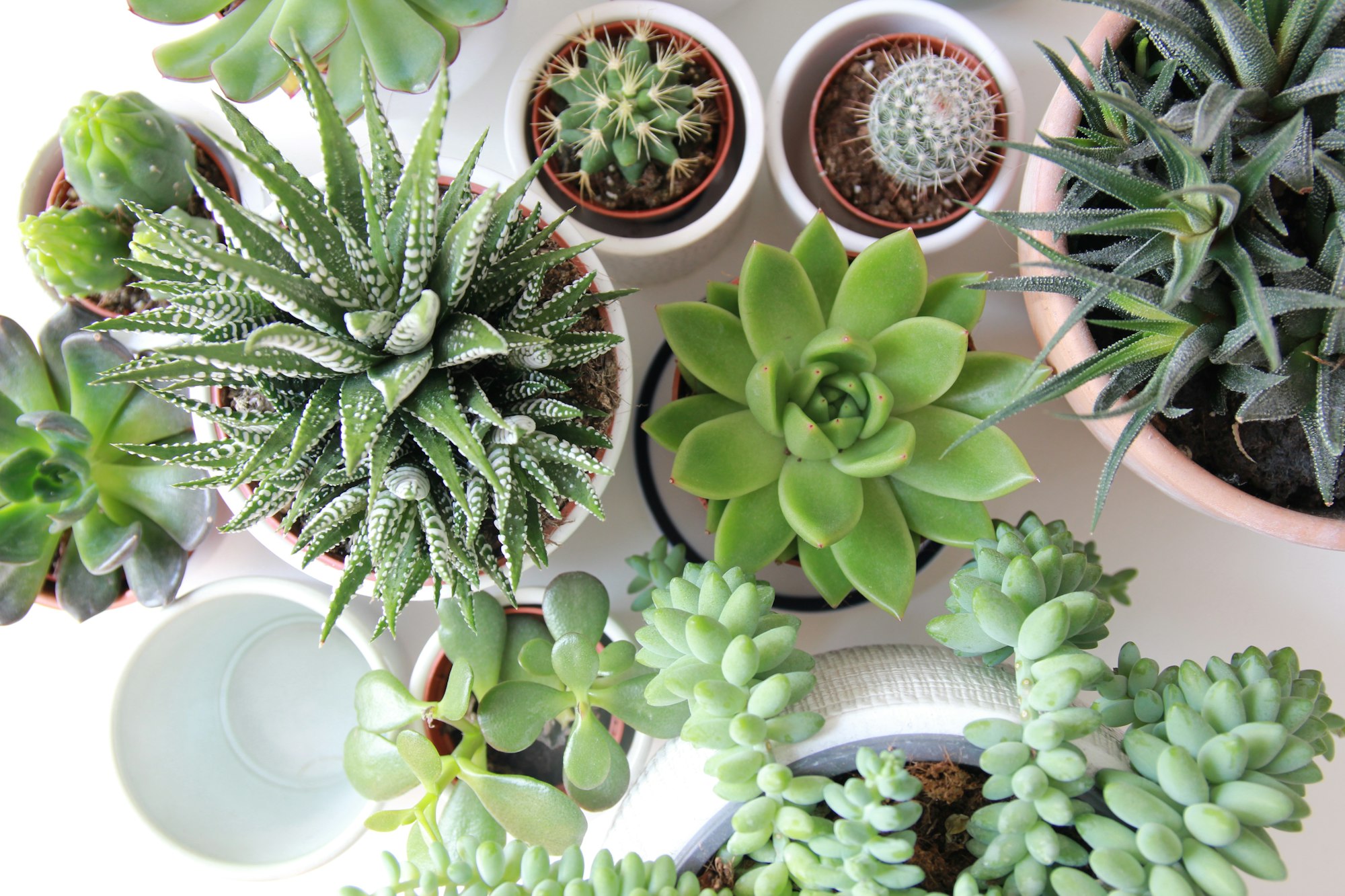 Cactuses and succulents like Crassula ovata (jade plant) and Aloe vera, which resist hot and dry droughts with thick skin and slimy tissue