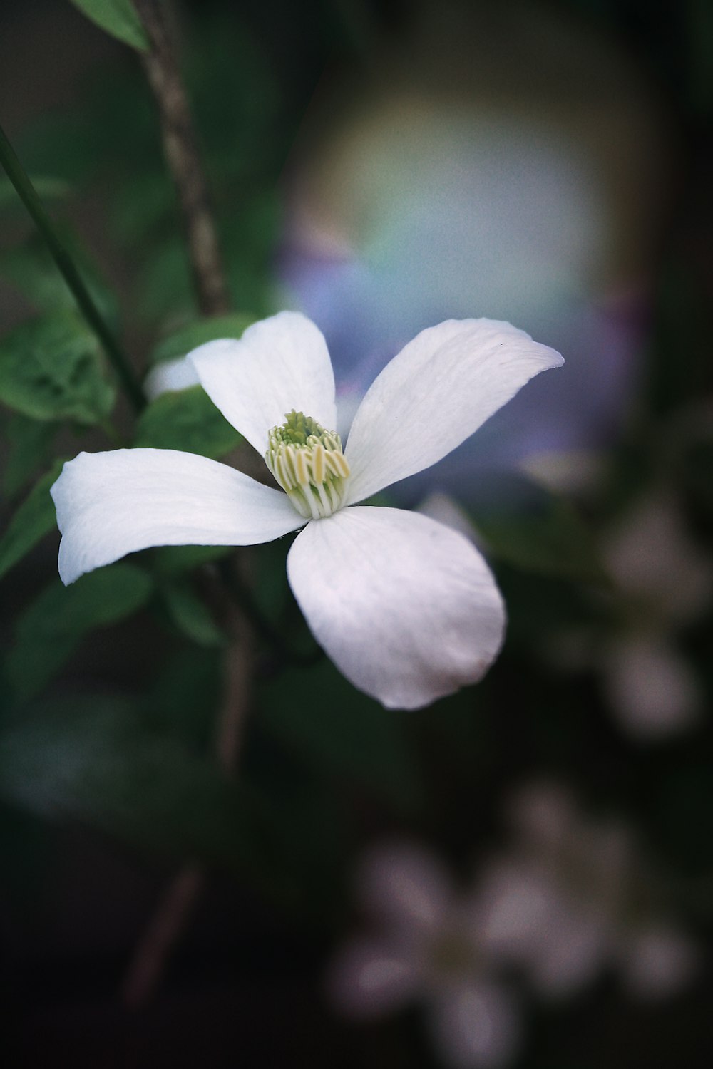 selective focus photography of white 4-petaled flowers