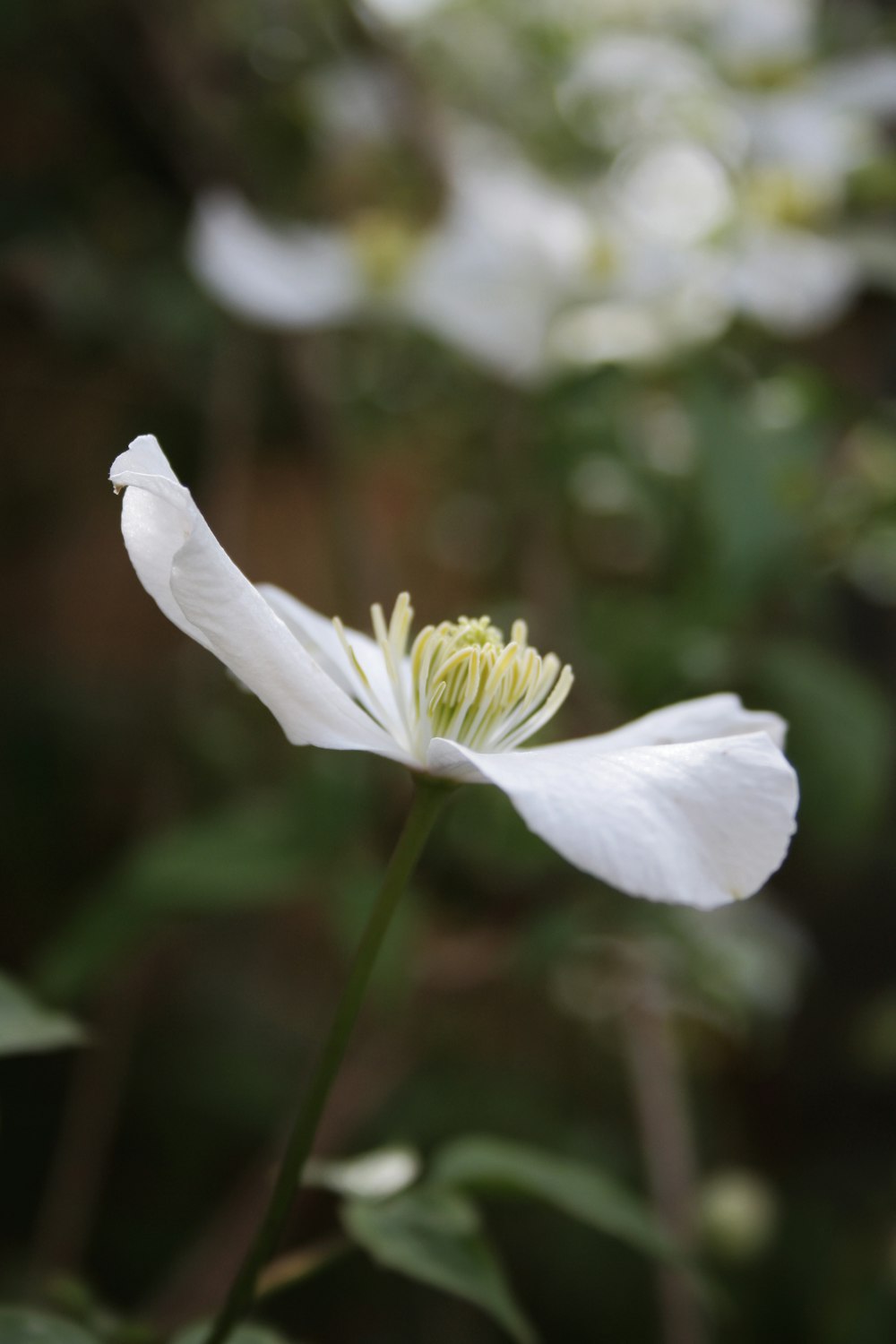 close view of white petaled flower