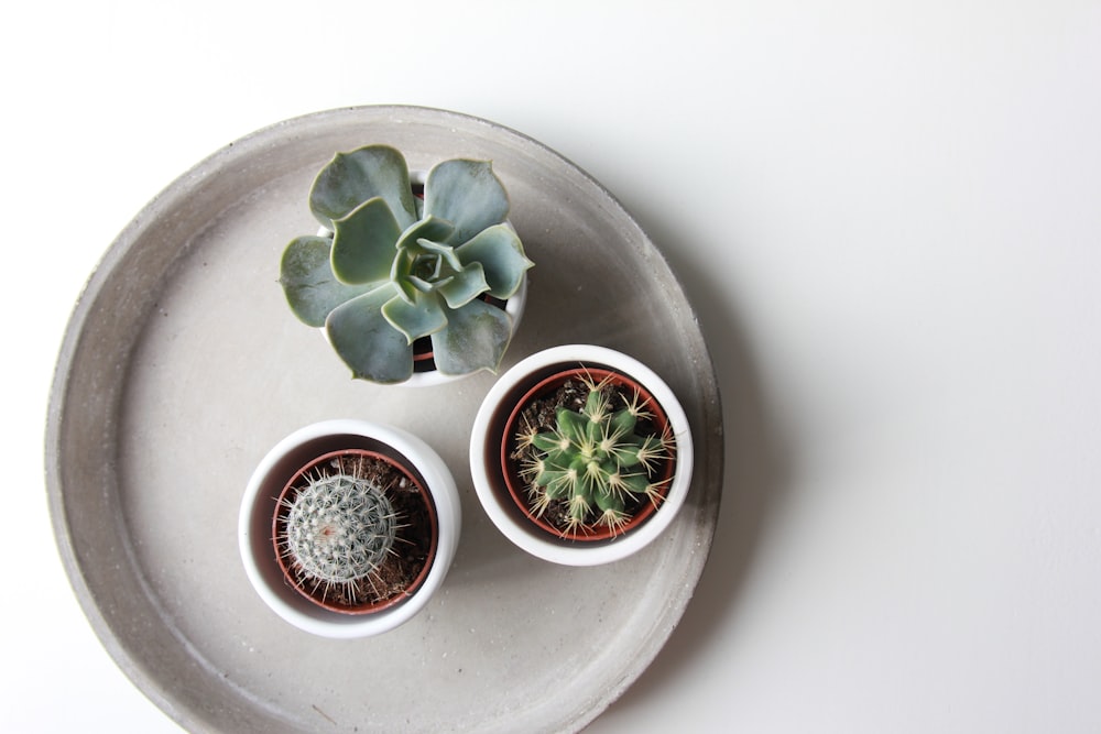 green succulent plant and two cacti