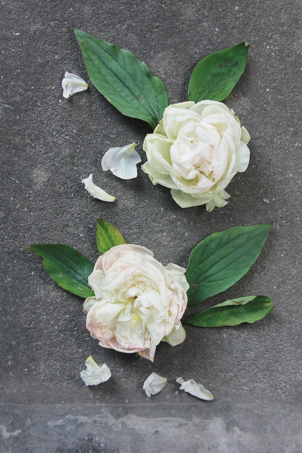 dos flores de pétalos blancos