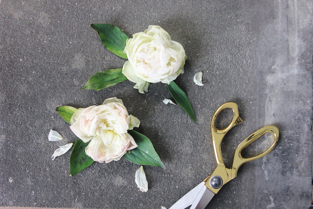 two white roses beside scissors