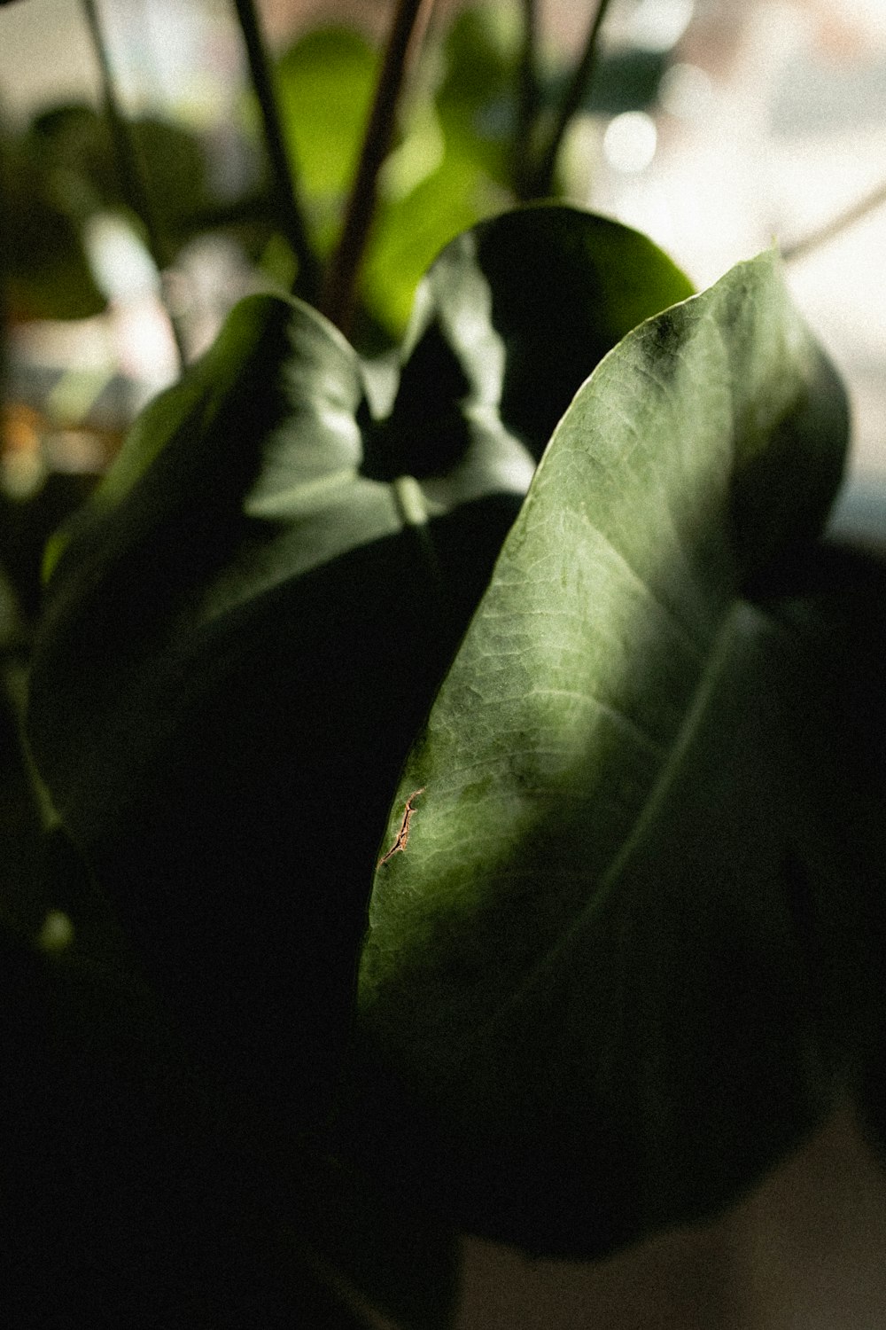 green leaf plant