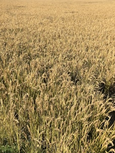 A dense field of golden wheat stretches across the landscape under bright sunlight. The mature wheat stands tall and covers the entire view, suggesting a bountiful harvest season. The texture of the wheat and slight shadows create a sense of depth and richness.