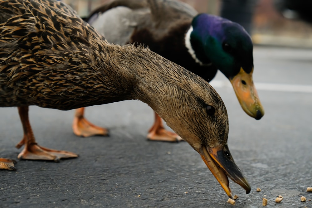 two ducks on pavement