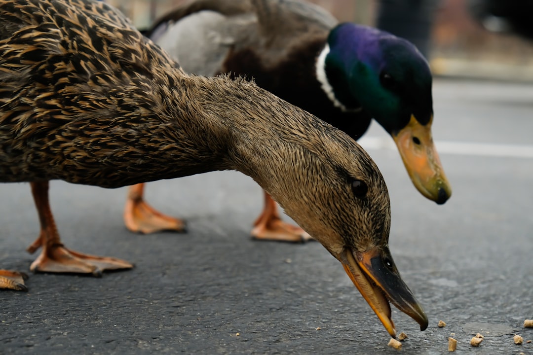 Animal, waterfowl, bird and duck HD photo by Brandon Riley (@briley731) on Unsplash Animal, waterfowl, bird and duck HD photo by Brandon Riley (@briley731) on Unsplash
