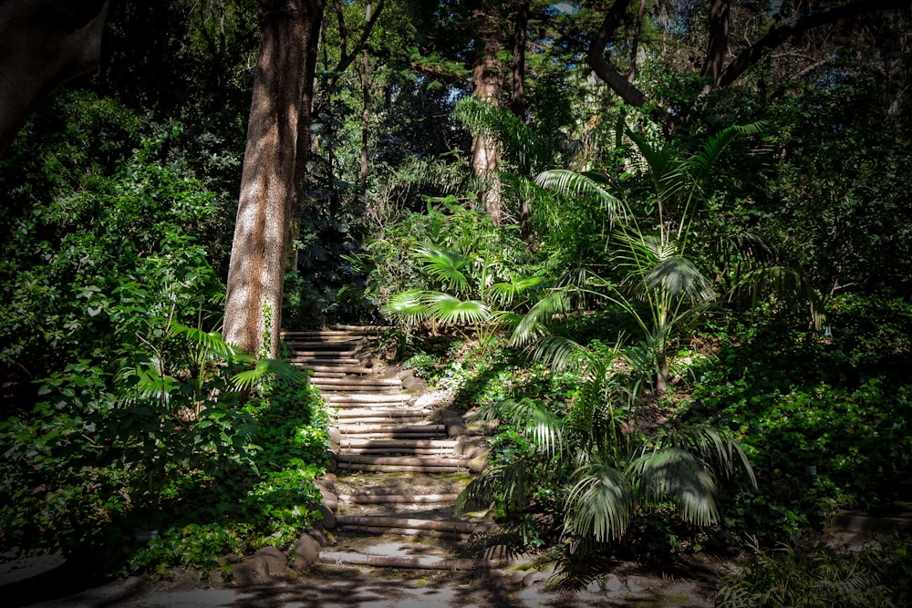 pathway between trees