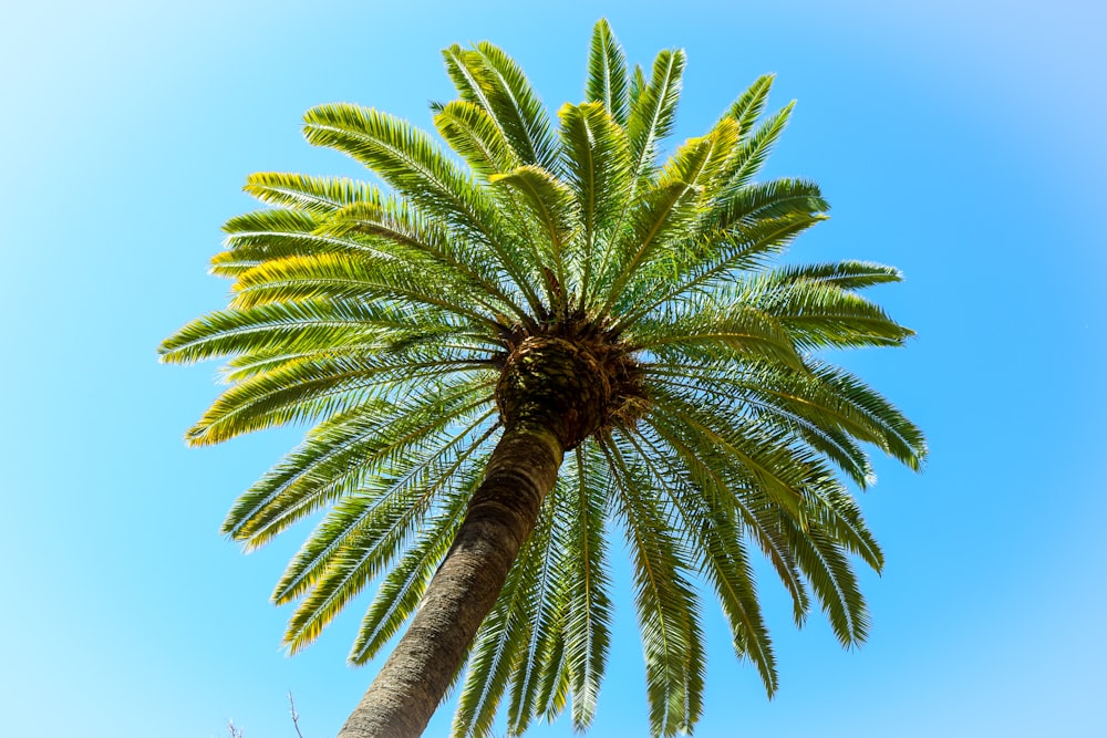 low angle view of palm tree