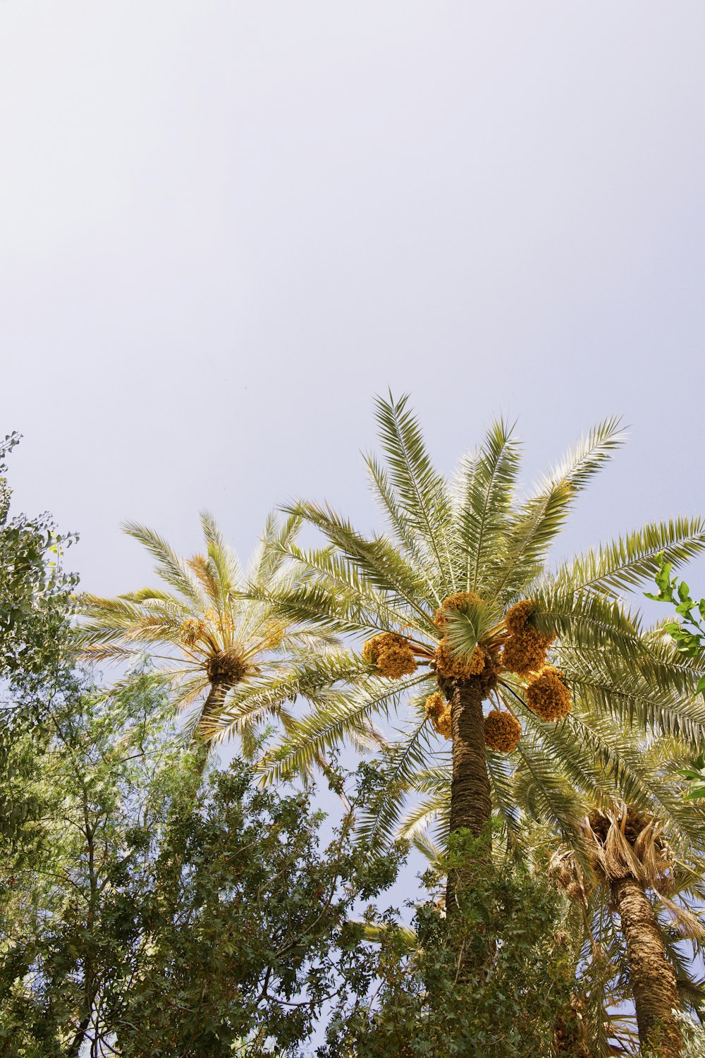 green palm trees