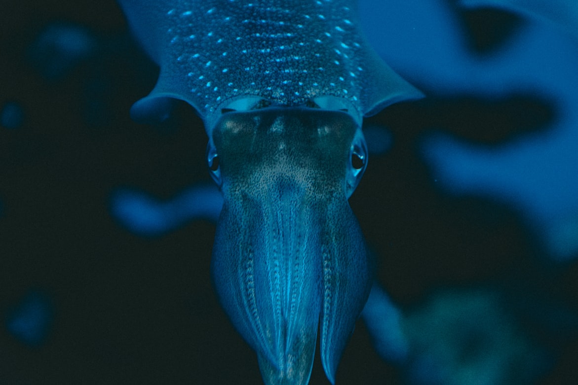 Giant Squid Ocean Facts