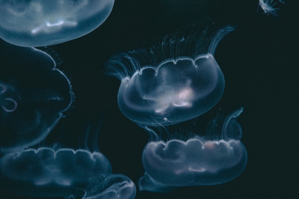 Ilustración de medusa azul