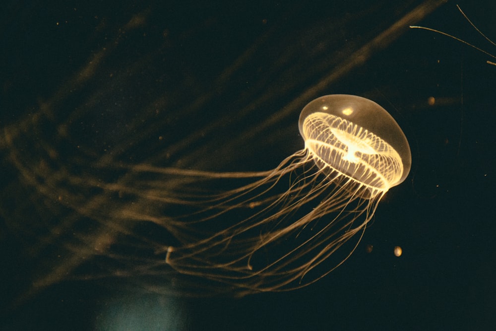 yellow jellyfish