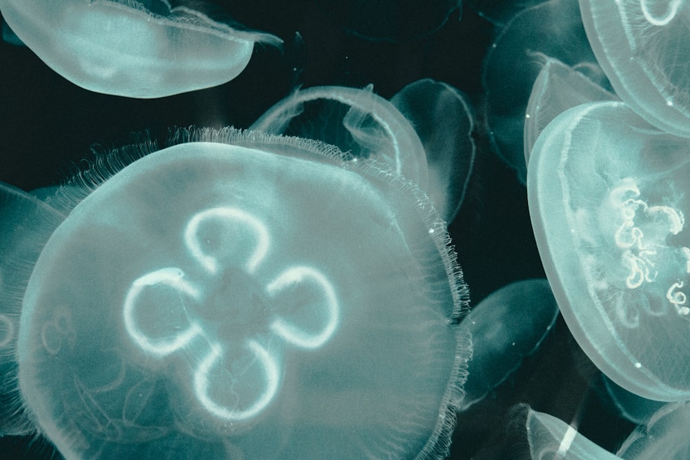 lote de medusas blancas