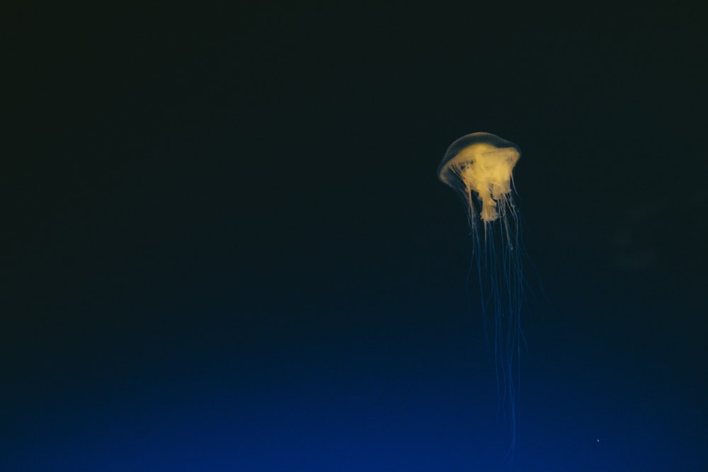 view of jellyfish