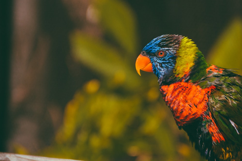 blue, yellow, and red bird