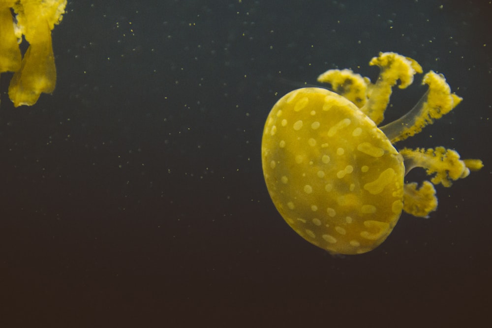 two yellow jelly fishes