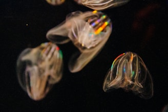 Translucent marine creatures float against a dark background. Their bodies exhibit a delicate texture with subtle, iridescent hues that capture light in rainbow colors. The creatures appear to be in slow, graceful motion, giving a sense of fluidity.