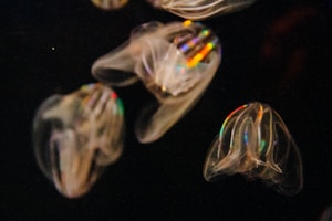 Translucent marine creatures float against a dark background. Their bodies exhibit a delicate texture with subtle, iridescent hues that capture light in rainbow colors. The creatures appear to be in slow, graceful motion, giving a sense of fluidity.