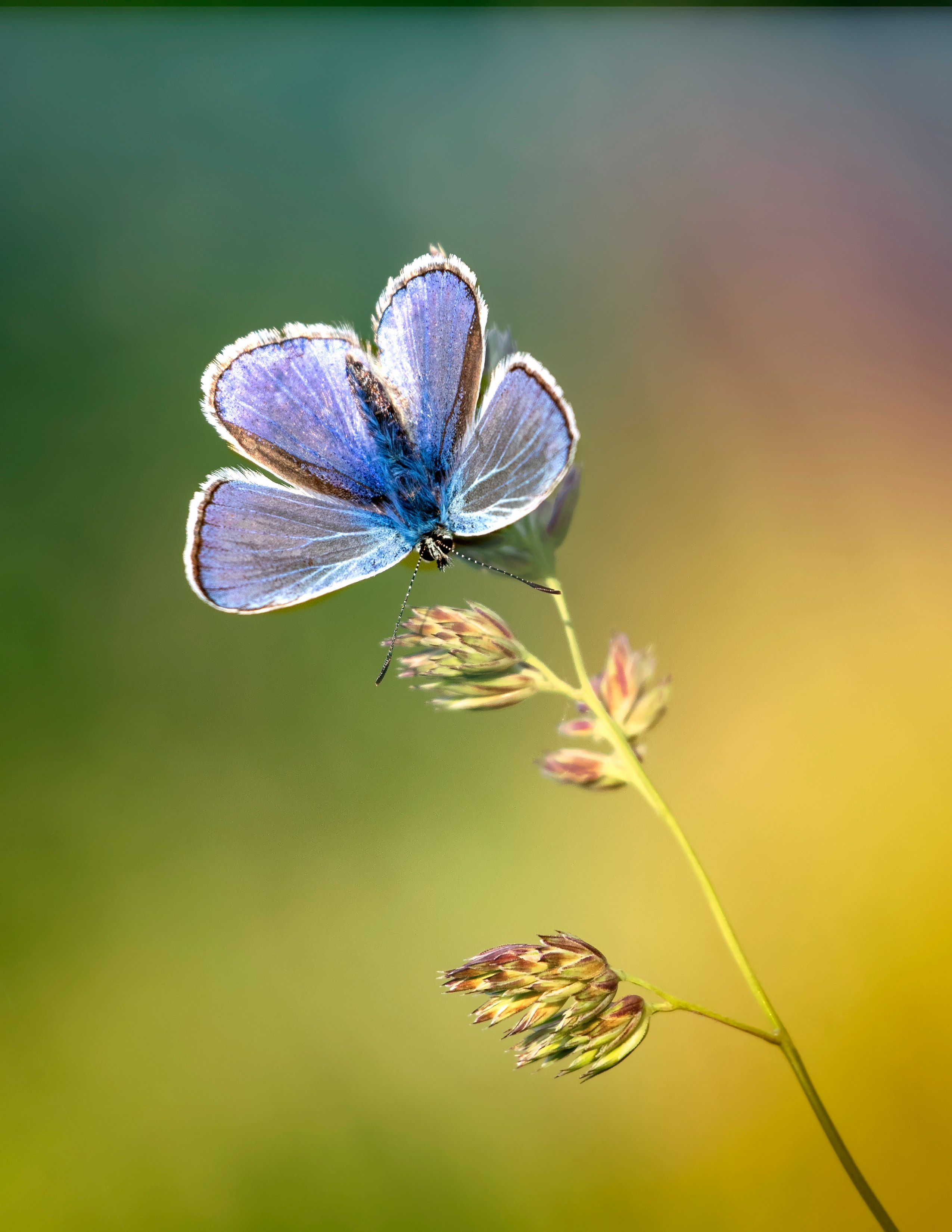 butterfly perching on flower