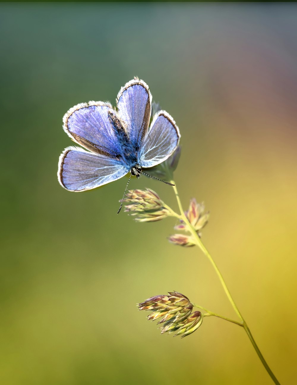 papillon perché sur la fleur