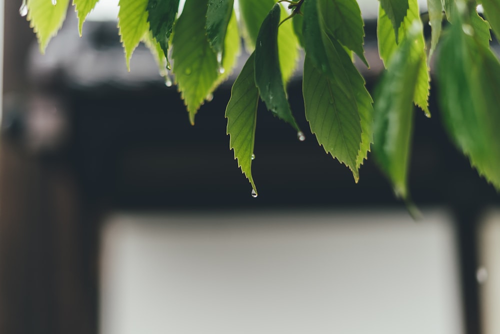 a branch of a tree with green leaves