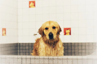Golden retriever with wet fur