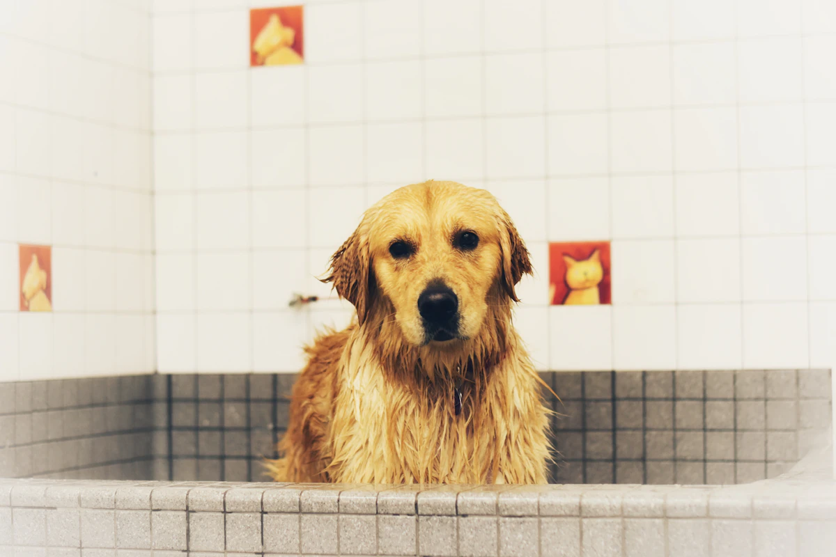Dog being bathed at Lime Lab Zone