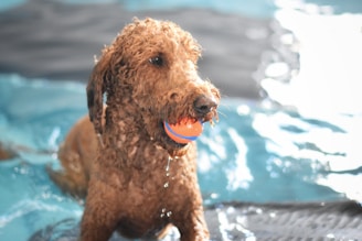 A wet, curly-haired dog in a swimming pool holds a bright orange and blue ball in its mouth. Water droplets are visible on its fur, indicating it has been playing in the water. The pool water shows gentle ripples, reflecting the light.