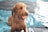A wet, curly-haired dog in a swimming pool holds a bright orange and blue ball in its mouth. Water droplets are visible on its fur, indicating it has been playing in the water. The pool water shows gentle ripples, reflecting the light.