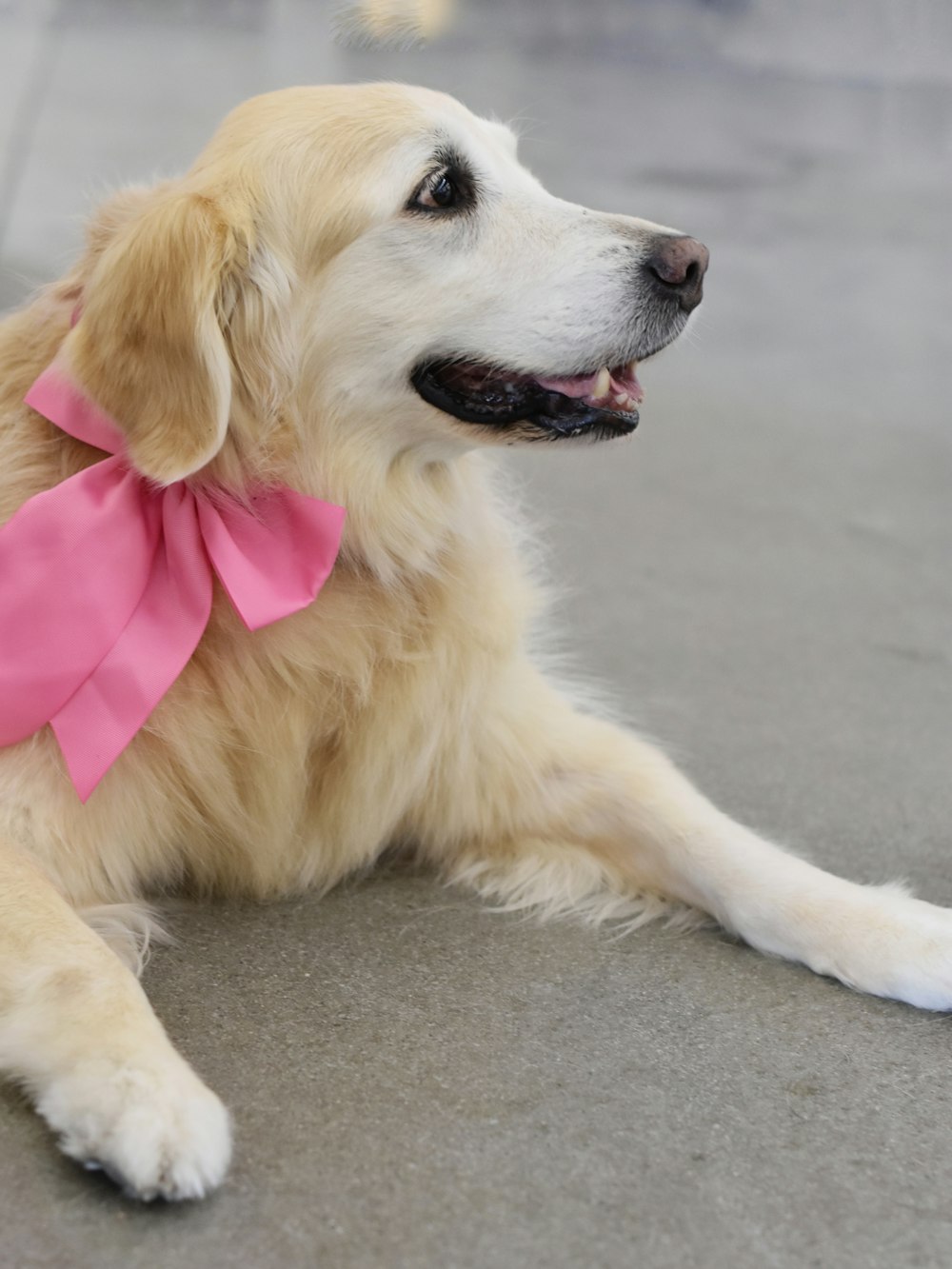 golden retriever with pink bowtie lying on floor inside room