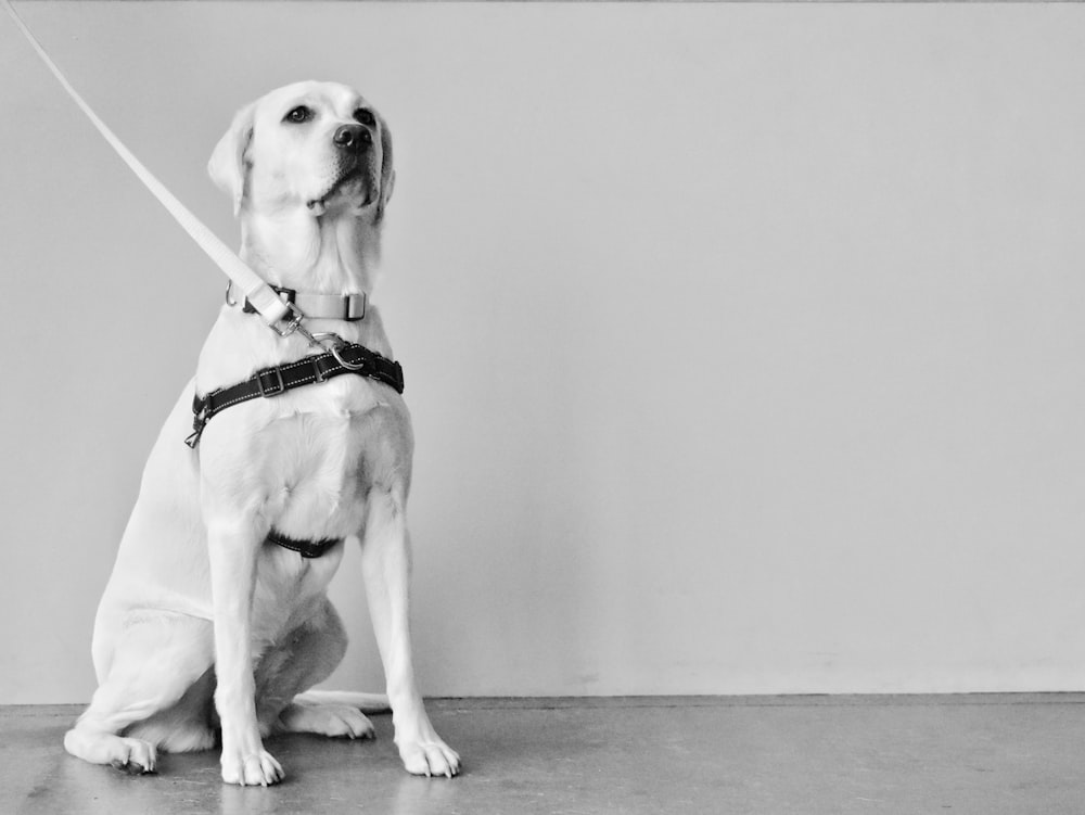 yellow labrador retriever with leash in greyscale photography