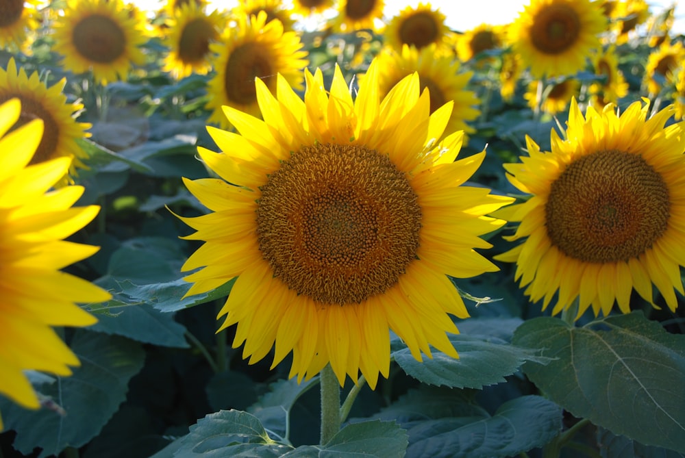 bed of sunflowers