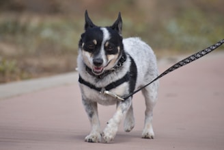 A small black and white dog with a cheerful expression is walking on a pathway. It is wearing a harness and is on a leash, with ears perked up and tongue slightly out.