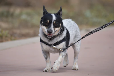 A joyful small dog trotting confidently down a city sidewalk wearing a vibrant, well-fitted harness.