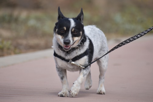 A small black and white dog with a cheerful expression is walking on a pathway. It is wearing a harness and is on a leash, with ears perked up and tongue slightly out.