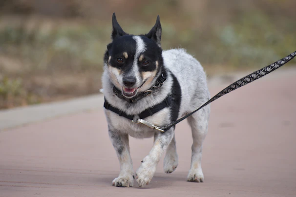 A small puppy excitedly exploring a park trail while being gently guided on a leash.
