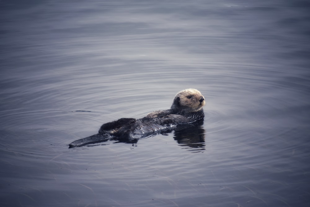 dog swimming