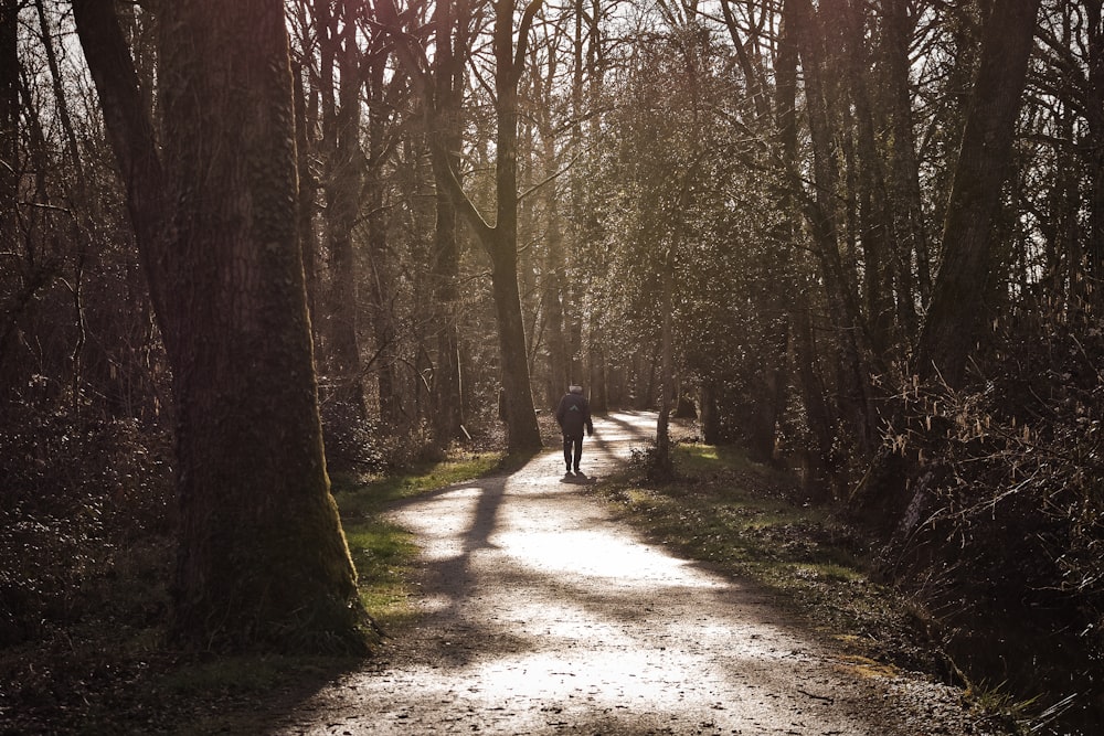 person standing at pathway between trees