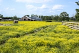 A scenic farm landscape featuring a field filled with vibrant yellow wildflowers. In the background, there is a rustic barn made of wood and metal. The area is enclosed by wooden fences, and a lone hay bale rests on the field. Lush green trees line the horizon under a blue sky dotted with fluffy white clouds.