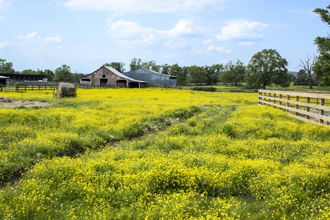 A scenic farm landscape featuring a field filled with vibrant yellow wildflowers. In the background, there is a rustic barn made of wood and metal. The area is enclosed by wooden fences, and a lone hay bale rests on the field. Lush green trees line the horizon under a blue sky dotted with fluffy white clouds.