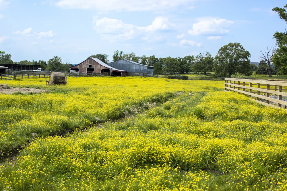 a field of yellow flowers with a barn in the background