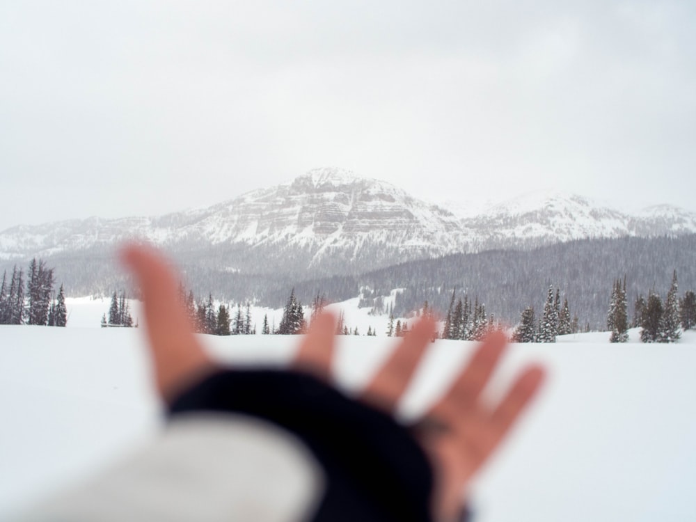 land covered in snow