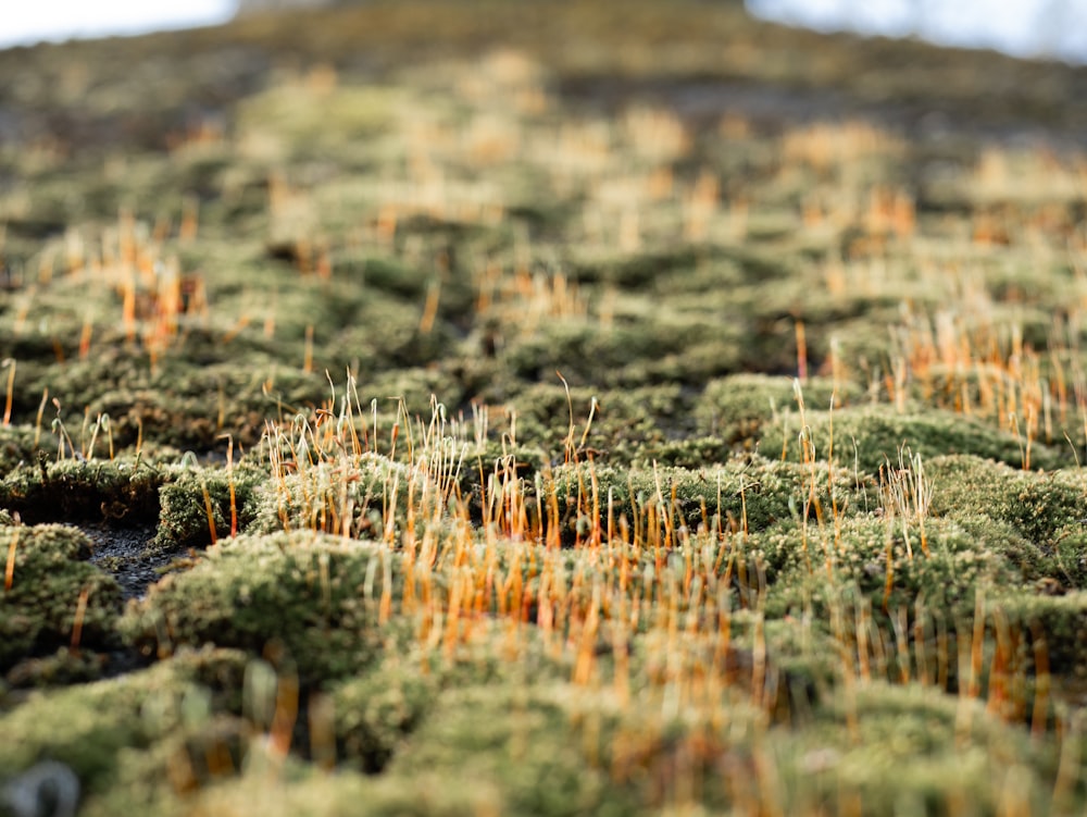 a close up of a patch of green moss