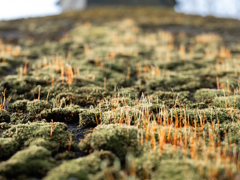 a close up of a patch of grass with orange needles