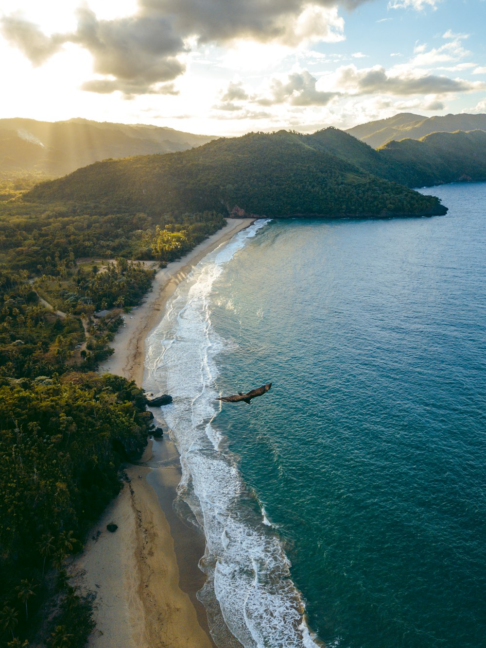 top view of brown flying eagle above seashore