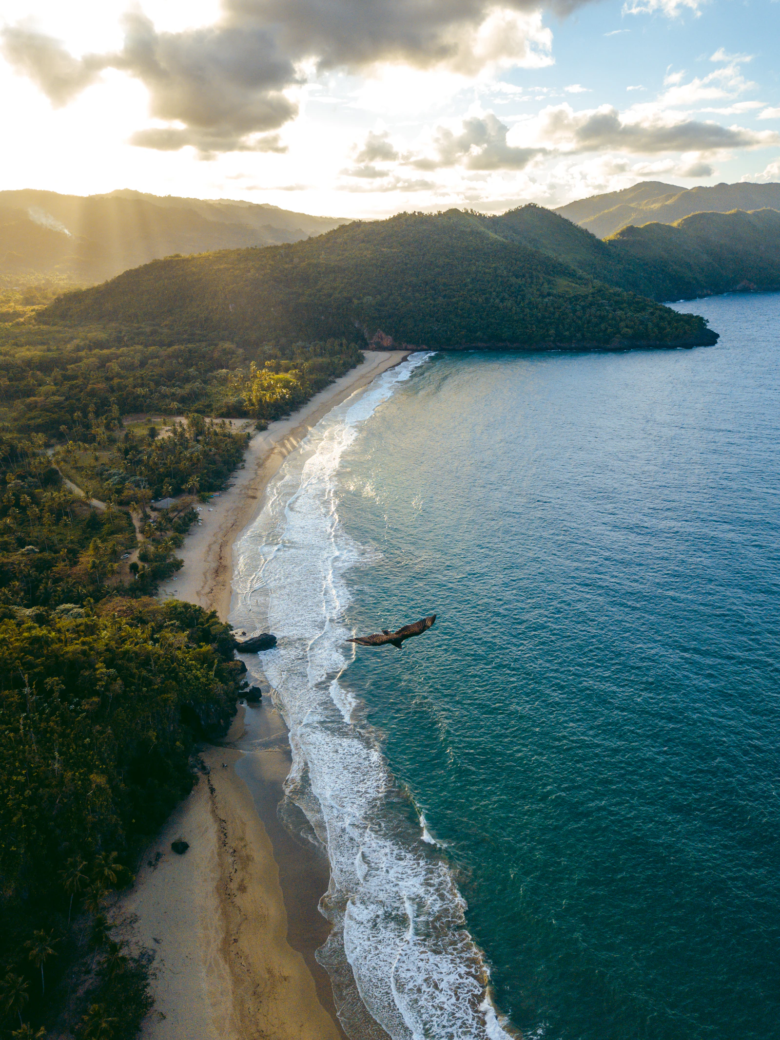 A frigatebird over the eastern shore